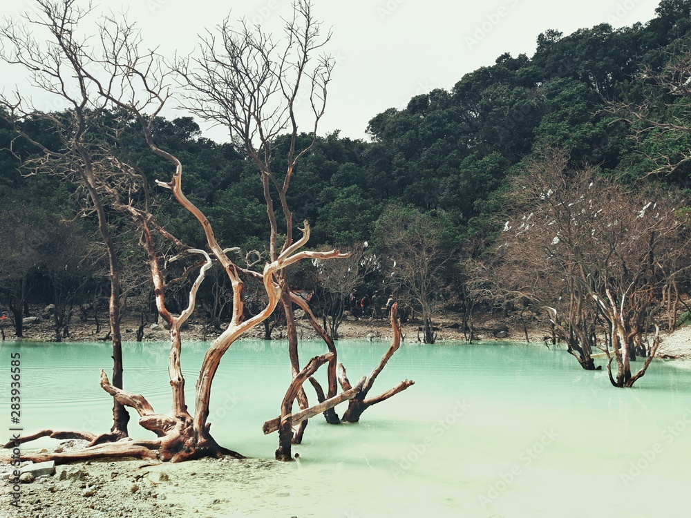 tree on the beach