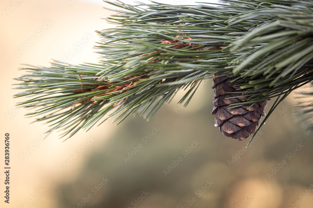 Fototapeta premium Branches of a swiss stone pine with stone pine cones