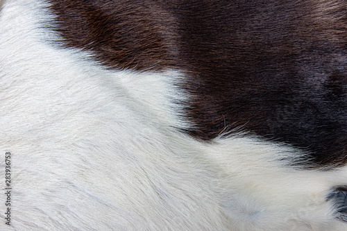  brown Cow skin coat with fur black white and brown spots