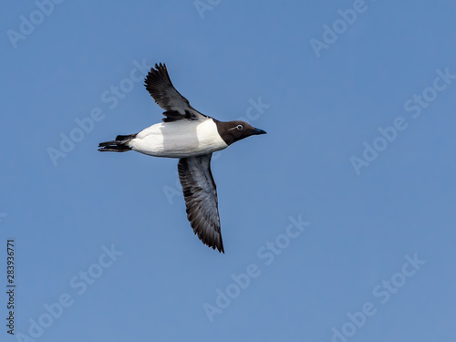 Common Murre (White Bridled Form) in Flight against Blue Sky