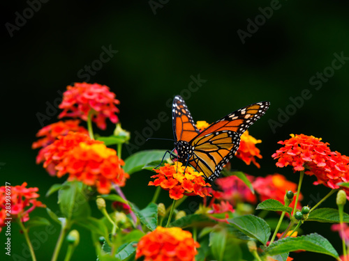 Monarch butterfly on lantana flower