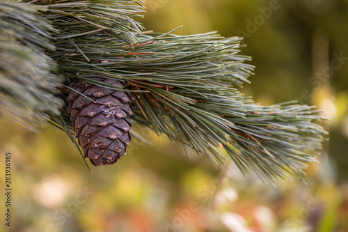 Branches of a swiss stone pine with stone pine cones