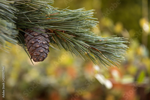 Branches of a swiss stone pine with stone pine cones photo
