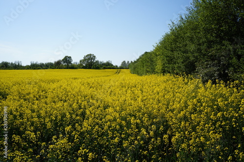 Rapsfeld im Sommer