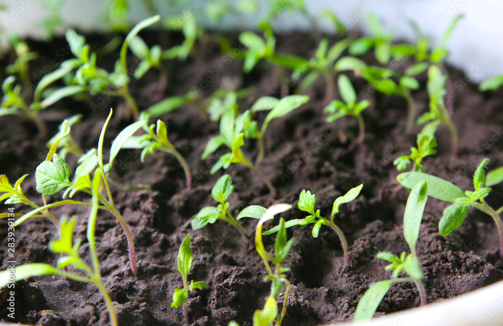 Seedlings in the bucket with ground. Sprouts of tomatoes. Spring photo. Agriculture idea. Eco friendly concept. Plants growing. Seedlings in the bucket with ground. Sprouts of tomatoes. Spring photo. Agriculture idea. Eco friendly concept. Plants growing.