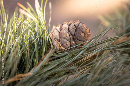 Branches of a swiss stone pine with stone pine cones photo