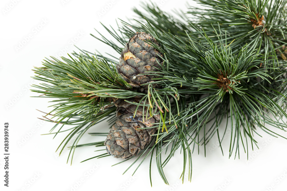 Branches of a swiss stone pine with stone pine cones Branches of a swiss stone pine with stone pine cones