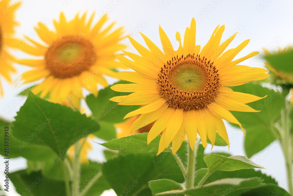 Obraz premium 座間ひまわり畑の花