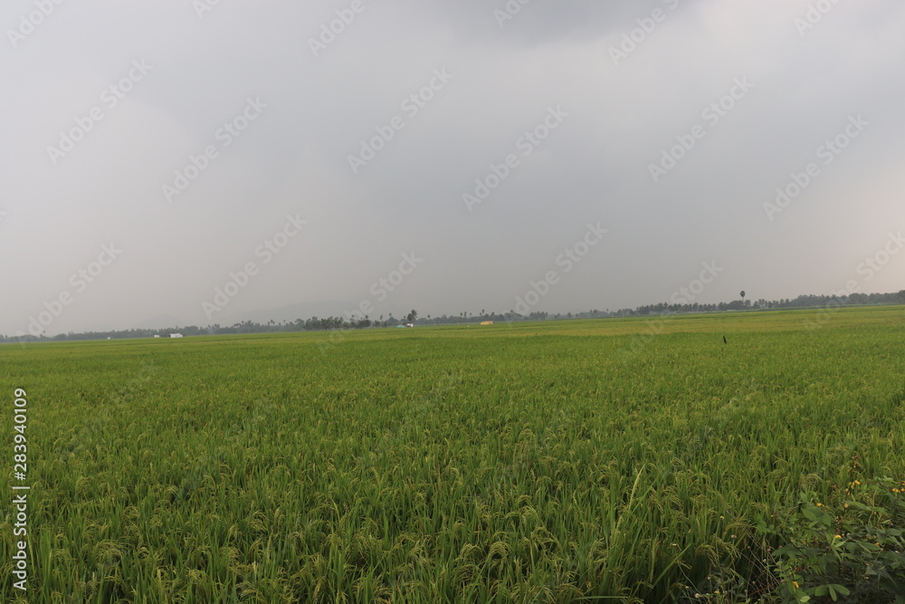 sunset over green field