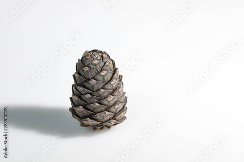 Branches of a swiss stone pine with stone pine cones