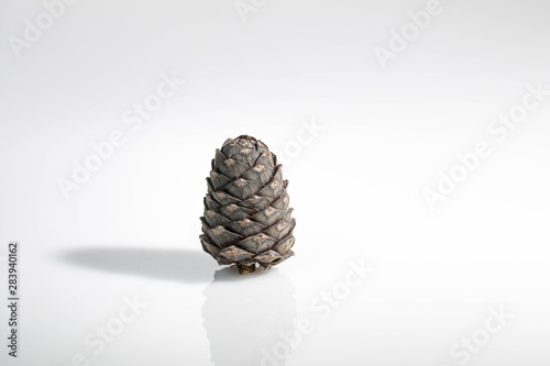 Branches of a swiss stone pine with stone pine cones