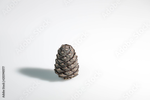 Branches of a swiss stone pine with stone pine cones