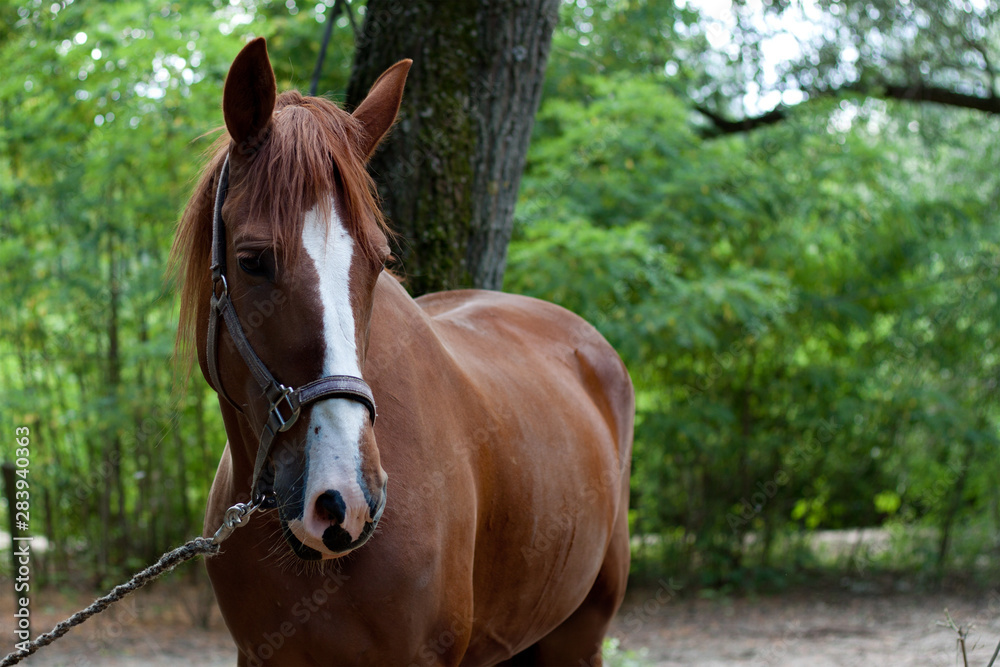 Horse on nature. Portrait of a horse, brown horse at the summer time Horse on nature. Portrait of a horse, brown horse at the summer time