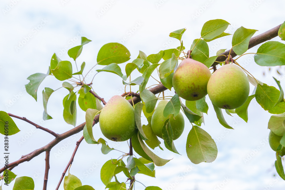 Pear hanging on a tree and Matures in late summer