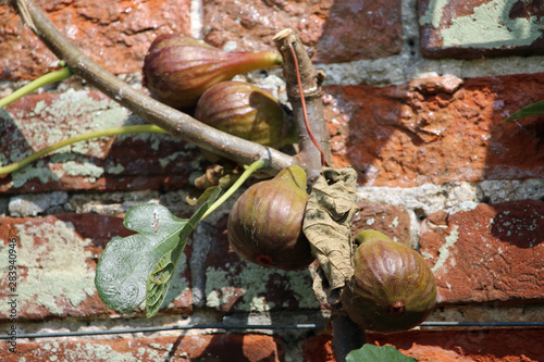 Figs ripening against a wall