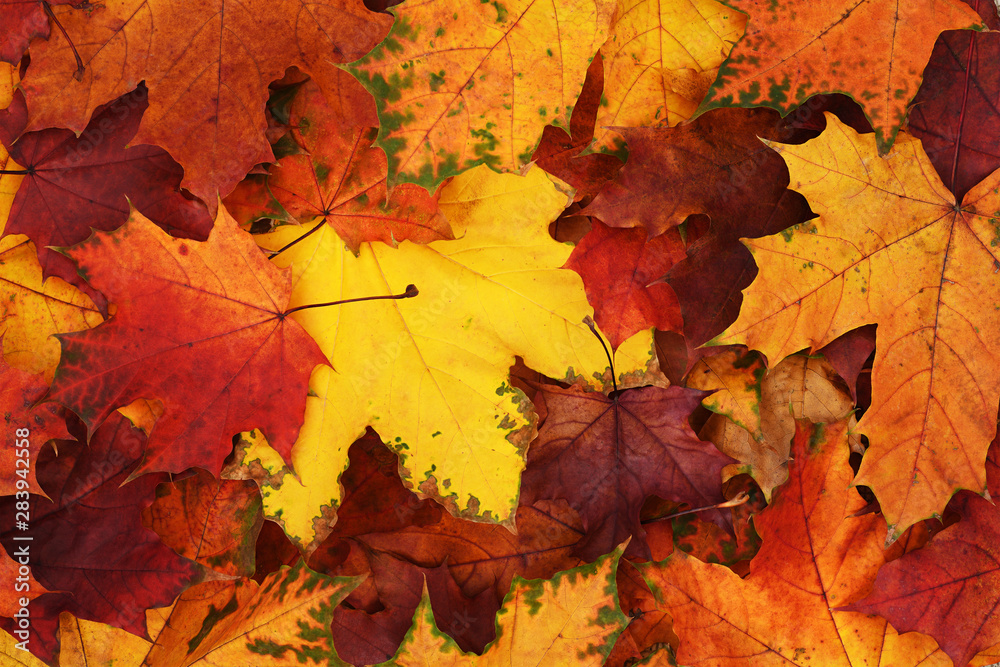 Closeup of autumn colorful leaves
