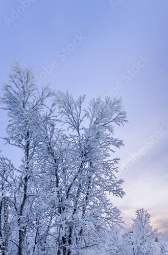 Snow on trees in winter against blue sky