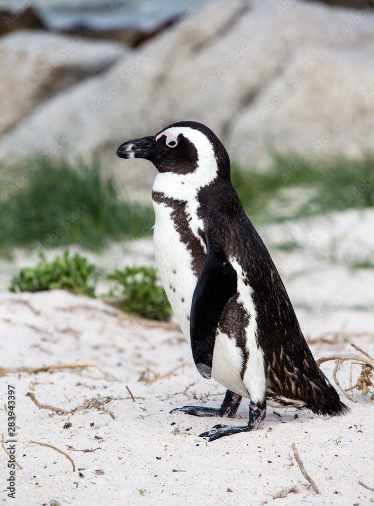 Obraz premium Penguin South Africa Boulders Beach
