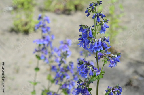 Closeup Penstemon heterophyllus known as bunchleaf penstemon with blurred background in garden