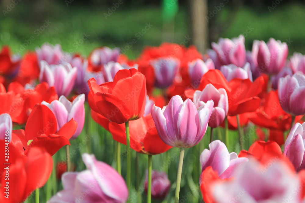 Fototapeta premium red and pink tulips in the garden