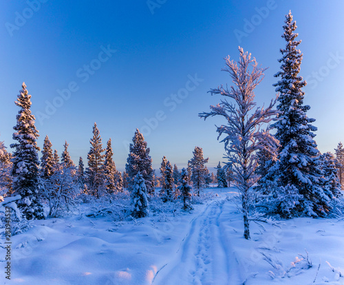winter landscape with trees, snow and blue sky