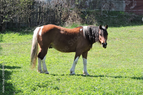 Fotografija A portrait of a brown, black and white grazing workhorse