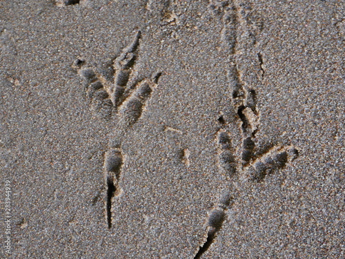 footprints paw crow in the sand close to photo