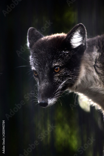 close up portrait of black fox