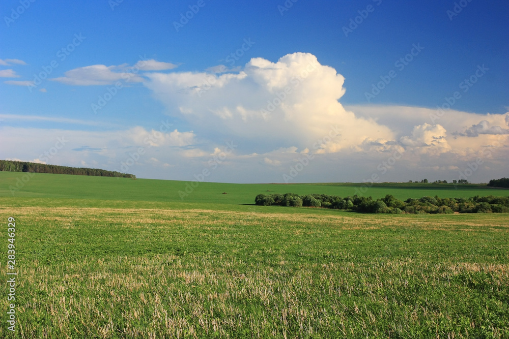 Green field and white clouds in the sky Green field and white clouds in the sky