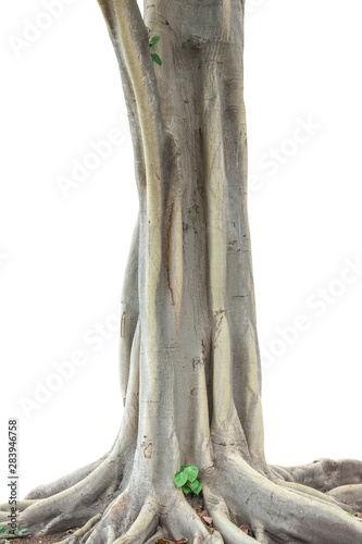 Roots of a tree and trunk isolated on white background. This has clipping path.