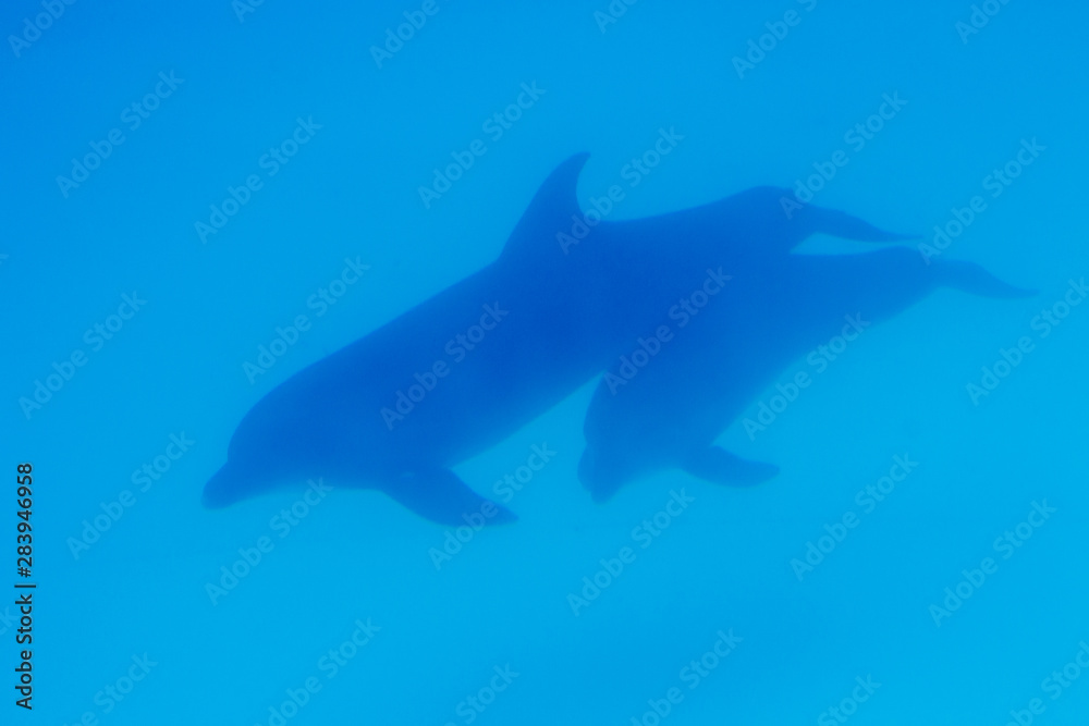 Obraz premium Background underwater world. Dolphins swim underwater. White whale