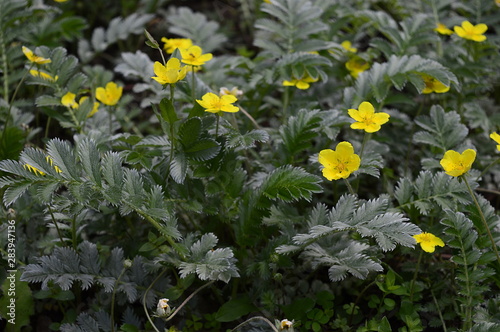 Vászonkép Closeup Potentilla anserina known as Argentina anserina with blurred background