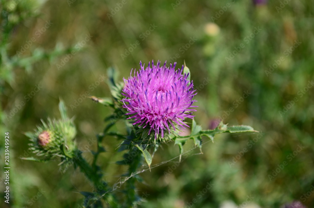 Beautiful flower of purple thistle. Pink flowers of burdock. Burdock thorny flower close-up. Flowering thistle or milk thistle Beautiful flower of purple thistle. Pink flowers of burdock. Burdock thorny flower close-up. Flowering thistle or milk thistle