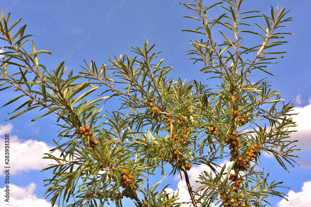 Sea buckthorn with berries in the garden. Sea buckthorn with berries in the garden.