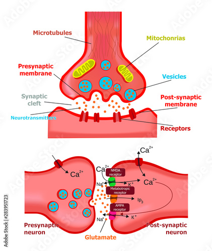 synapses and glutamate neurotransmitters