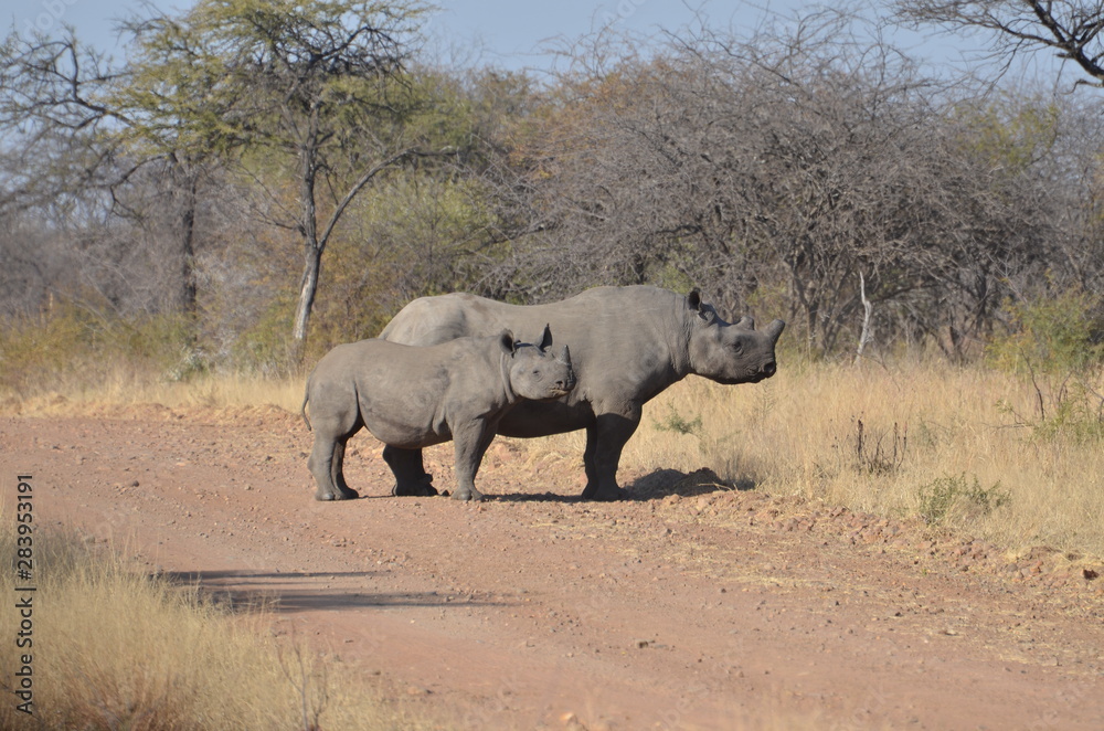 Fototapeta premium National Parc South Africa
