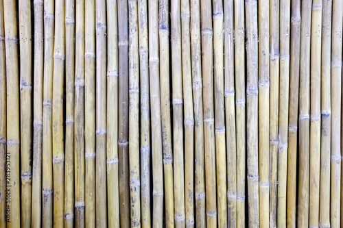 Green Bamboo Fence Texture Background.