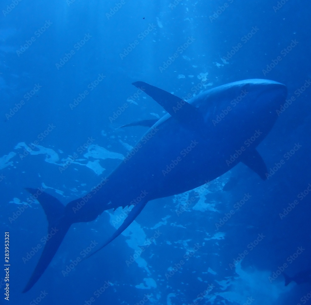 Obraz premium Thunfisch