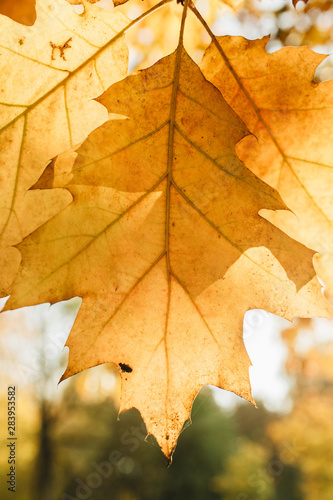 Autumn and fall composition. Beautiful yellow oak leaf against the sun in the park. Fall concept and natural background.