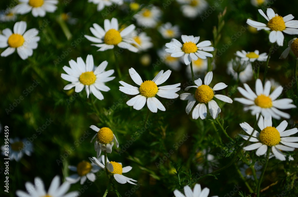 Chamomile field flowers border. Beautiful nature scene with blooming medical chamomilles in sun flare Chamomile field flowers border. Beautiful nature scene with blooming medical chamomilles in sun flare