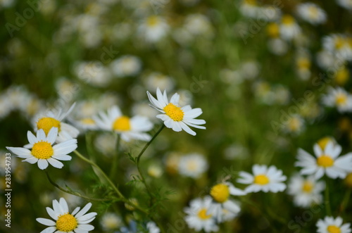 Chamomile field flowers border. Beautiful nature scene with blooming medical chamomilles in sun flare