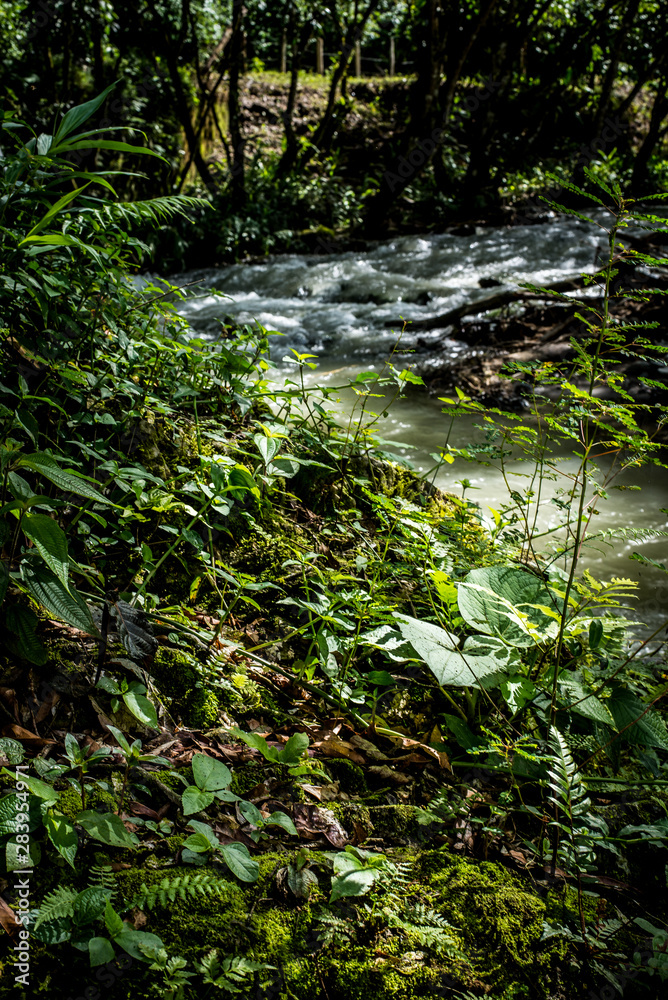 Obraz premium rio flores hojas verde naturlareza