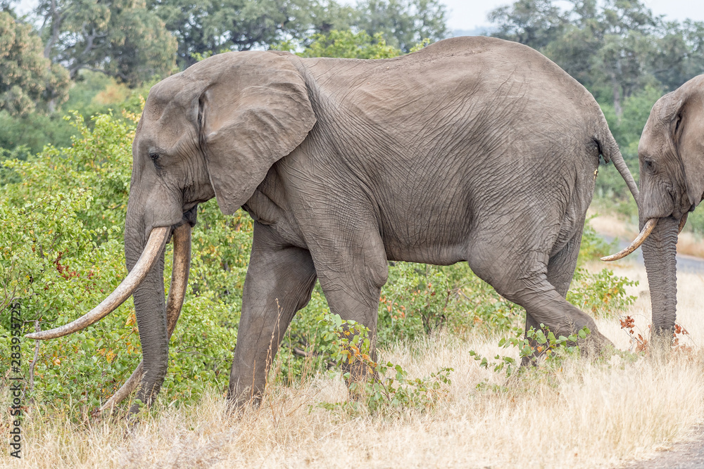 Fototapeta premium African elephant with large tusks walking
