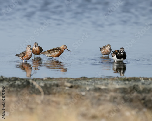 Curlew sandpiper (Calidris ferruginea) group photographed with reflection in blue water