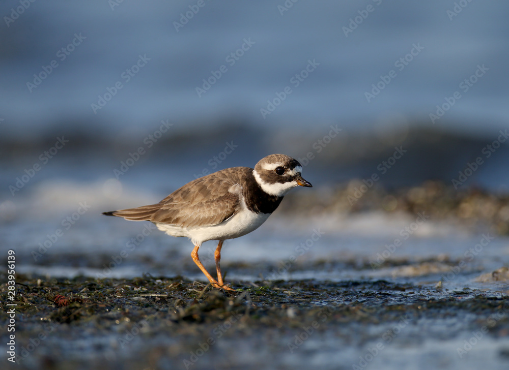 The young common ringed plover or ringed plover (Charadrius hiaticula) is filmed in the soft morning light on the shore of a salty estuary. The young common ringed plover or ringed plover (Charadrius hiaticula) is filmed in the soft morning light on the shore of a salty estuary.