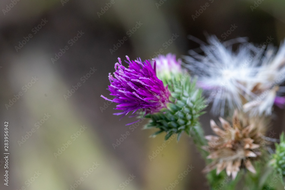 Close-up of thistle with purple blooming blossom Close-up of thistle with purple blooming blossom