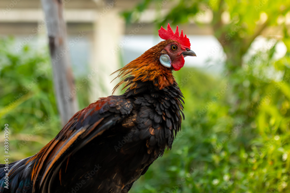 Close-up image of male fowl showing various gestures, Beautiful wildlife in the midst of nature