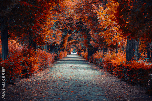 aleja jesienna aleja drzew w parku jesienią