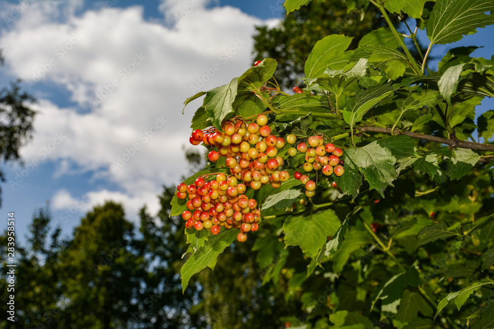 Berries of viburnum ripen among lush foliage