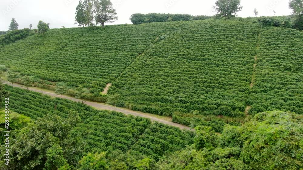 AERIAL views of lush green arabica coffee trees near San Jose, Costa Rica AERIAL views of lush green arabica coffee trees near San Jose, Costa Rica